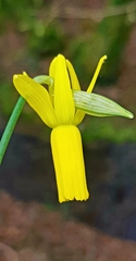Narcissus cyclamineus