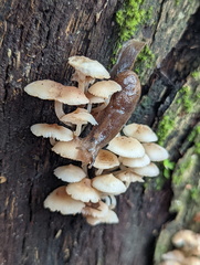 Parmacochlea balios