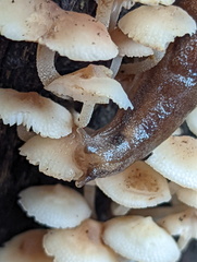 Parmacochlea balios