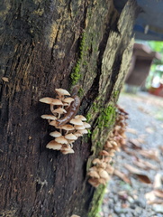 Parmacochlea balios