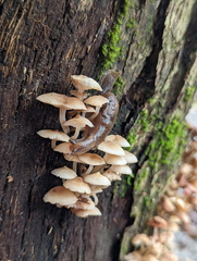 Parmacochlea balios
