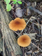 Marasmius vagus