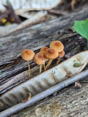 Marasmius vagus