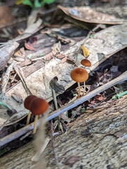 Marasmius vagus