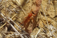 Saropogon luteus