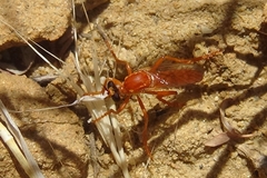 Saropogon luteus