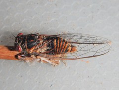 Popplepsalta