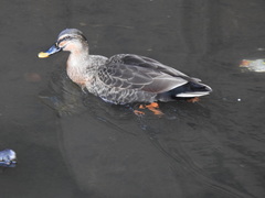 Anas platyrhynchos × zonorhyncha