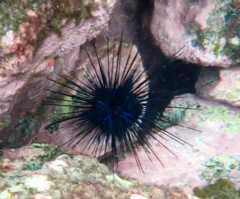 Diadema africanum