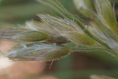 Schmidtia pappophoroides