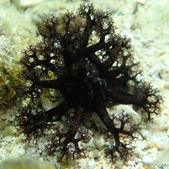 Holothuria cinerascens