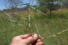 Schmidtia pappophoroides