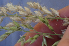 Schmidtia pappophoroides