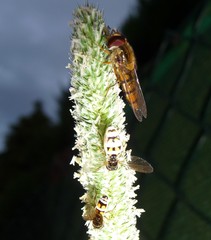 Entomophthora syrphi