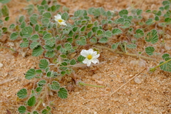 Monsonia parvifolia