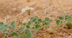 Monsonia parvifolia