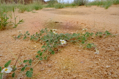 Monsonia parvifolia