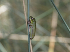 Litoria cooloolensis