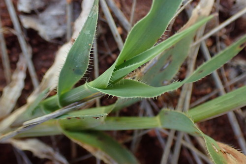 Tragus berteronianus