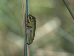 Litoria cooloolensis