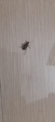 Coleoptera