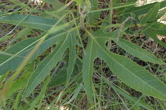 Jatropha zeyheri
