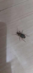Coleoptera