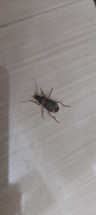 Coleoptera