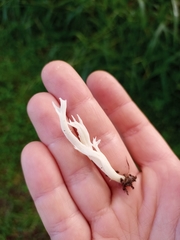 Fungi