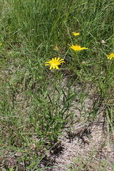 Hirpicium bechuanense