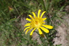 Hirpicium bechuanense