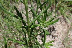 Hirpicium bechuanense