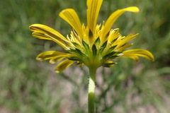 Hirpicium bechuanense