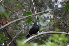 Turdus merula