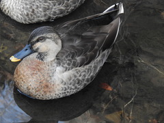 Anas platyrhynchos × zonorhyncha