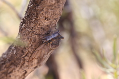 Burbunga hillieri