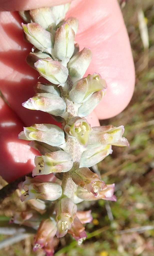 Lachenalia neilii, Namakwa, South Africa