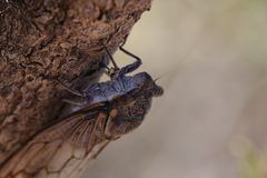 Burbunga hillieri
