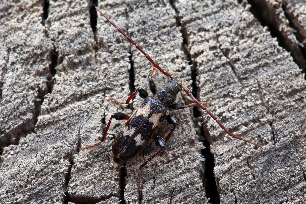 Semanotus undatus