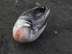 Anas platyrhynchos × zonorhyncha