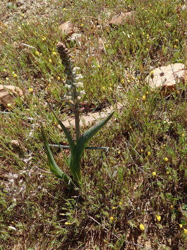 Lachenalia neilii