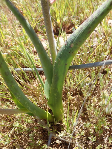 Image of Lachenalia neilii by no rights reserved