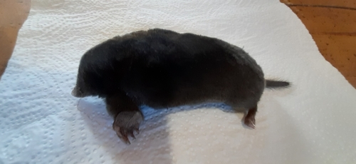Aquitanian Mole
