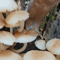Parmacochlea balios