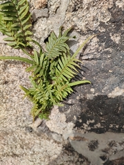 Pteris vittata