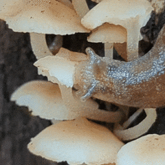 Parmacochlea balios