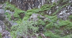 Diplophyllum
