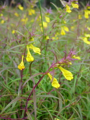 Melampyrum subalpinum