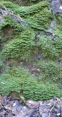 Diplophyllum