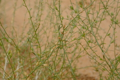 Anticharis scoparia